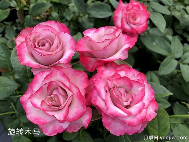 開(kāi)花機(jī)器看微月，推薦12種微型月季品種(圖3)