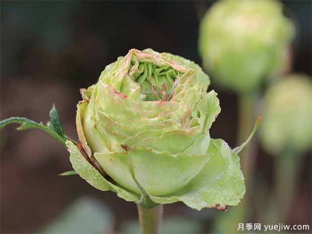 神秘清新脫俗超仙，推薦6種綠色月季品種(圖1)