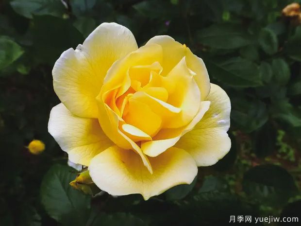 達娜厄月季(圖1)