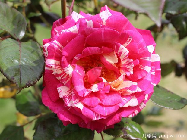 月季花一年需要修剪幾次？四次的修剪方法(圖1)
