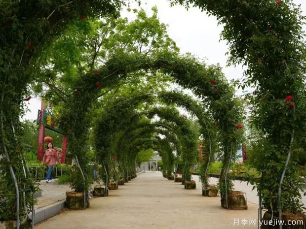 淮南焦崗湖月季花會，正是一年好風景(圖1)