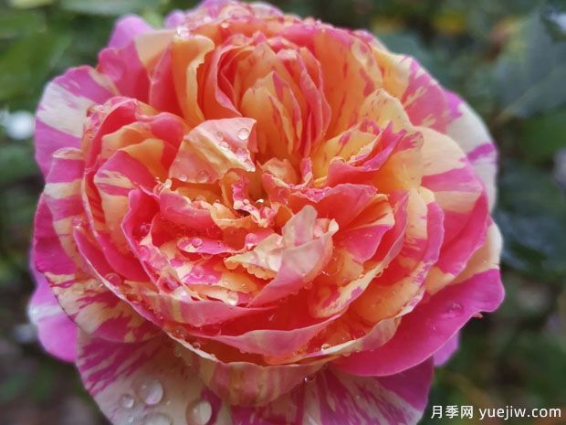 推薦9個(gè)經(jīng)典月季品種，新老花友入月季坑必選(圖5)