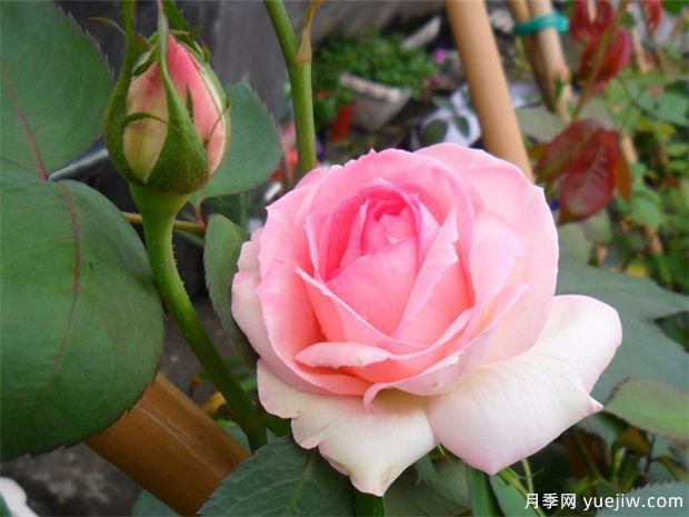 推薦9個(gè)經(jīng)典月季品種，新老花友入月季坑必選(圖6)