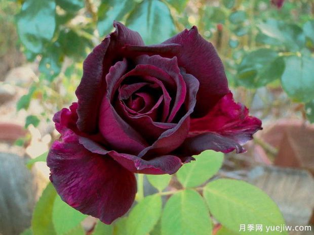 推薦15個(gè)黑色月季品種，高貴神秘有個(gè)性(圖3)