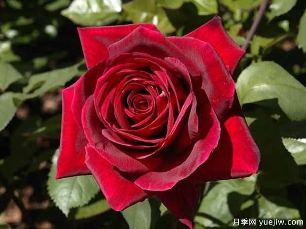 推薦15個(gè)黑色月季品種，高貴神秘有個(gè)性(圖4)
