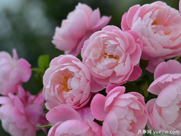 瓶插切花月季該如何選擇？讓玫瑰滿屋飄香(圖1)