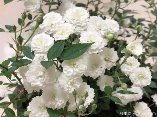 超微月季推薦，雪月月季(圖1)