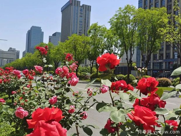 西安月季花開滿城艷，精細管養(yǎng)打造城市景觀(圖1)
