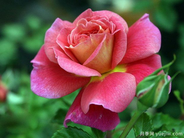 月季，玫瑰 ，薔薇，是同一種花嗎？有何不同(圖1)