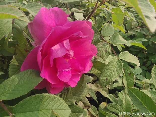 月季，玫瑰 ，薔薇，是同一種花嗎？有何不同(圖2)