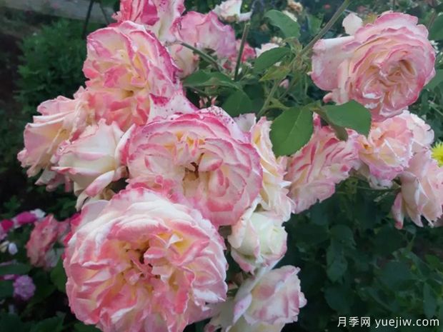 雅典娜月季(圖4)