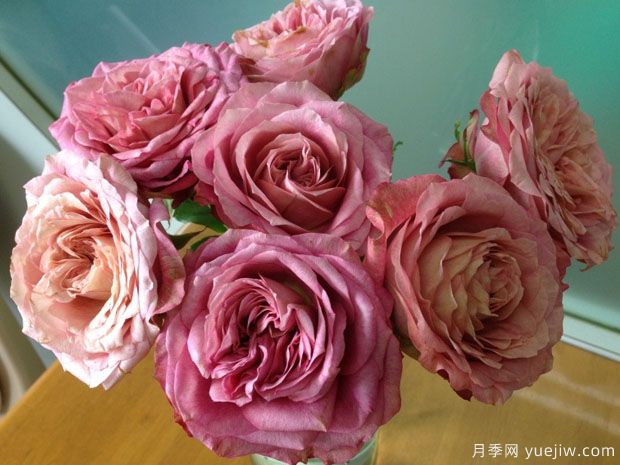 10種復古色月季，氣質(zhì)炸裂！花友值得入手！(圖10)