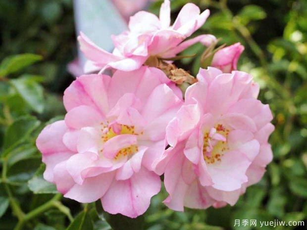 蘋(píng)果花地毯月季(圖4)