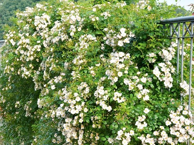 蘋(píng)果花地毯月季(圖3)