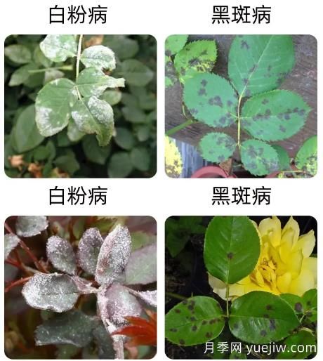 輕松識(shí)別月季病蟲害，還有治療技巧(圖1)