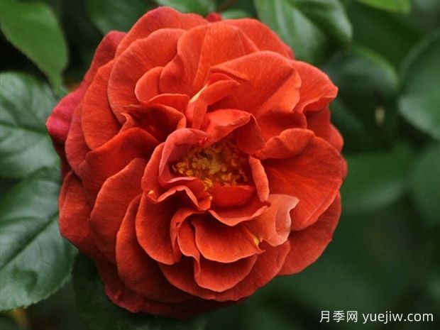 深扒月季間的親戚關(guān)系是怎樣的？(圖2)