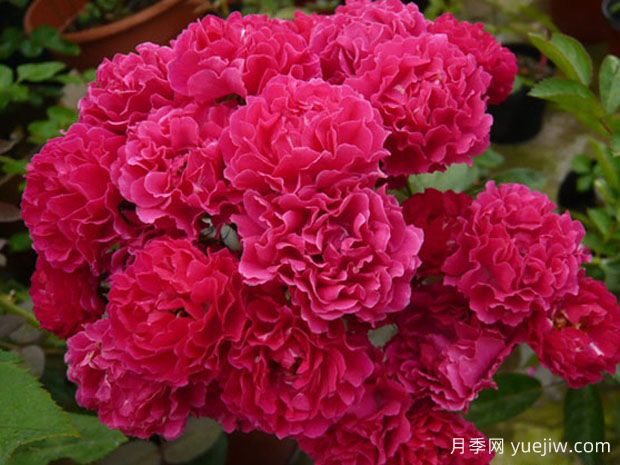 海棠薔薇月季(圖1)