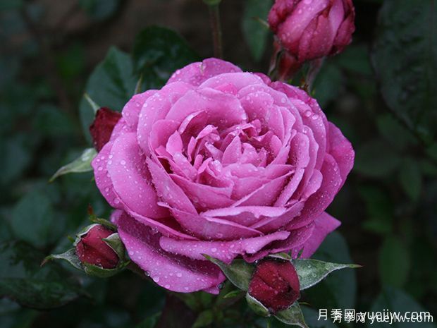推薦5款真正的天然藍色月季，美麗又好養(yǎng)(圖3)