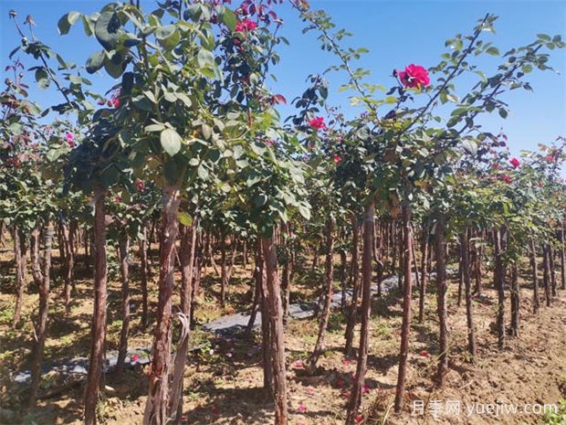 秋季花木移栽時間和注意措施有哪些？(圖1)