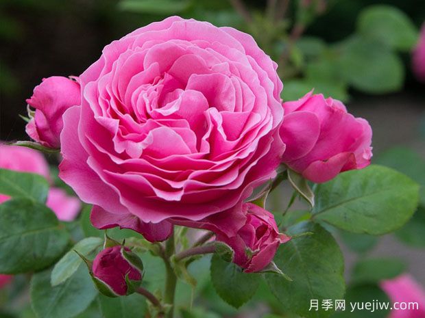 新手網(wǎng)紅花卉演值超高，也要曝光需要接受的缺點(diǎn)(圖1)