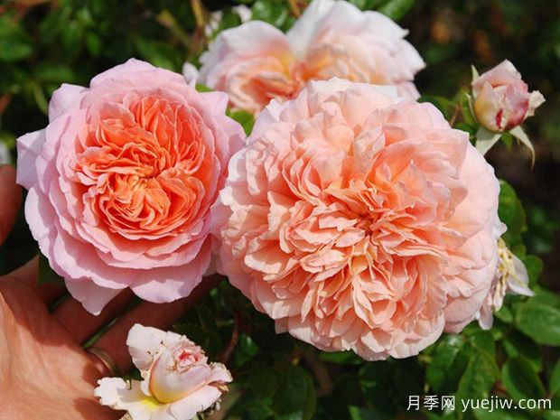 分享罕見的月季花品種，你見過嗎(圖1)