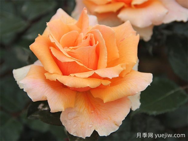 大花月季如何剪枝？開(kāi)的更加茂盛美麗(圖1)