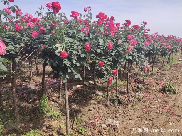 栽植兩年后的樹(shù)狀月季出現(xiàn)葉小枯枝怎么辦？(圖1)