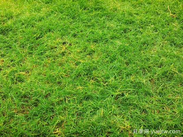 夏季鋪草坪發(fā)黃干枯，如何提高草皮鋪植成活率？(圖1)