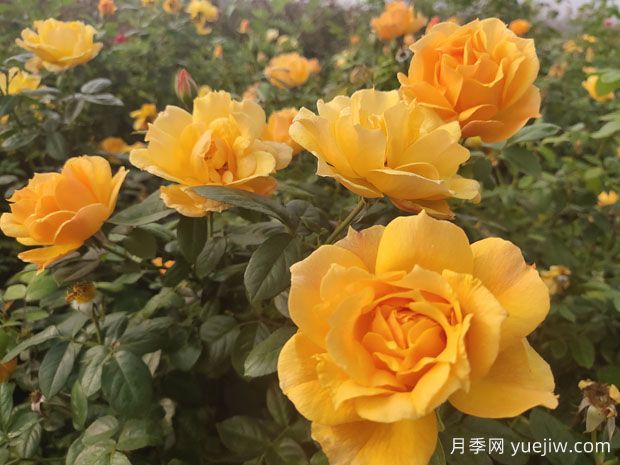 養(yǎng)殖月季的6個實用小技巧，輕松賞花(圖1)