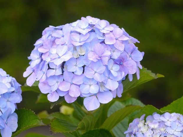 繡球生長習(xí)性、常見品種和四季養(yǎng)護(hù)要點(diǎn)(圖2)