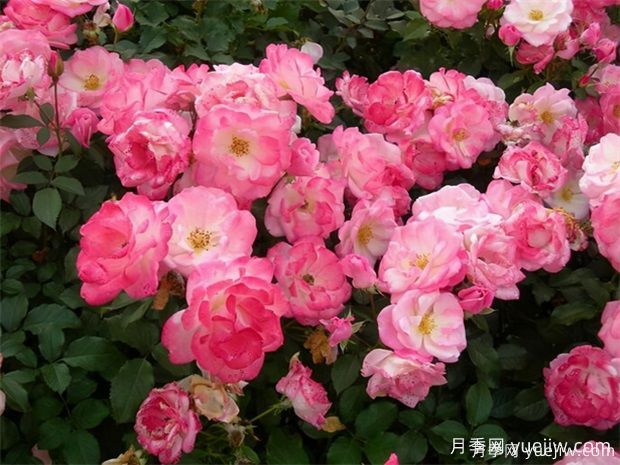 4種月季花量大生長快，適合打造藤本花墻拱門，新手也能養(yǎng)好(圖3)