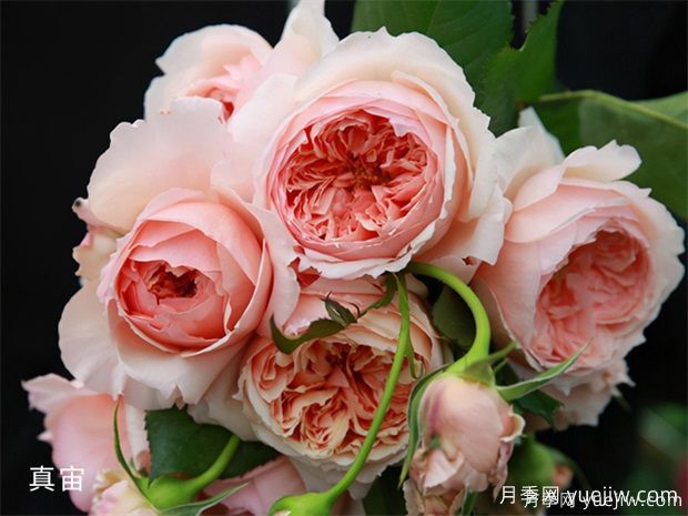 推薦8種優(yōu)秀月季品種，都是精挑細(xì)選的(圖2)