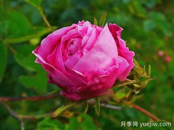 大馬士革玫瑰是玫瑰嗎？不是，甚至也不是月季！(圖3)