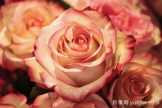 大馬士革玫瑰是玫瑰嗎？不是，甚至也不是月季！(圖2)