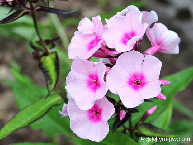 秋播16種草花品種，打造來(lái)年花園的絢麗燦爛(圖1)