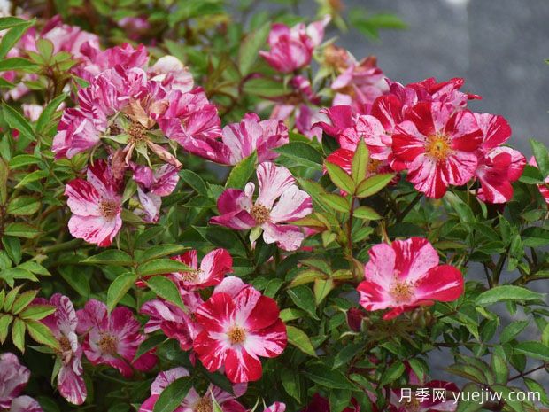 花風火月季/風花火(圖1)