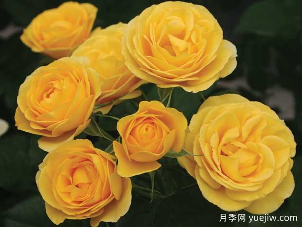 陽(yáng)光絨球月季/黃色絨球(圖1)