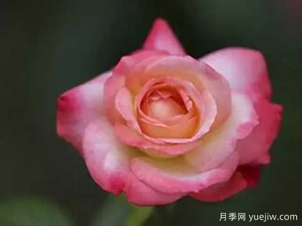 天國(guó)鐘聲月季的優(yōu)缺點(diǎn)是什么？(圖1)