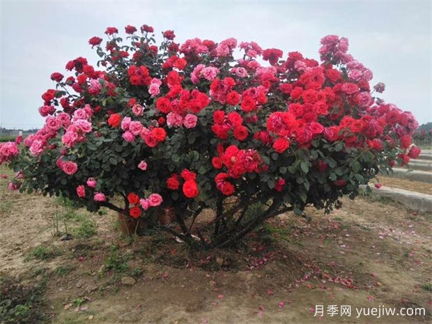 南陽(yáng)臥龍區(qū)1200余種月季和35萬(wàn)盆菊花喜迎國(guó)慶(圖1)