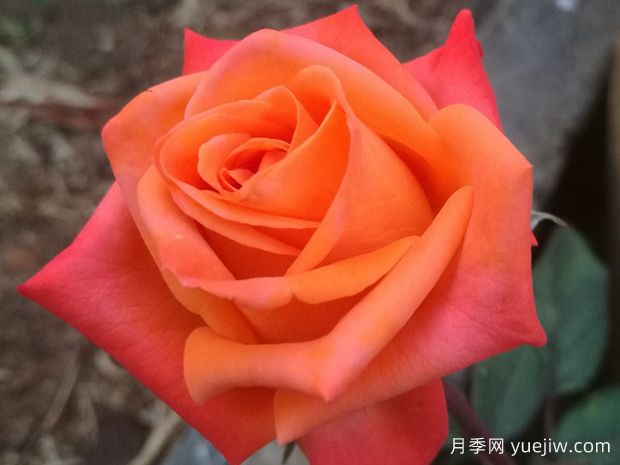 巫術(shù)月季(圖4)