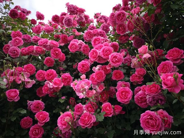 垂直綠化常見類型和植物應(yīng)用選擇(圖1)