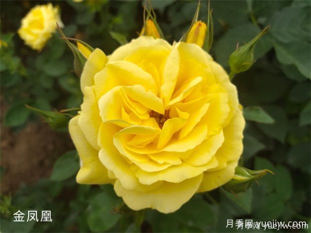常見50個月季品種介紹，抗性好花不斷，可以買得到的經(jīng)典(圖2)