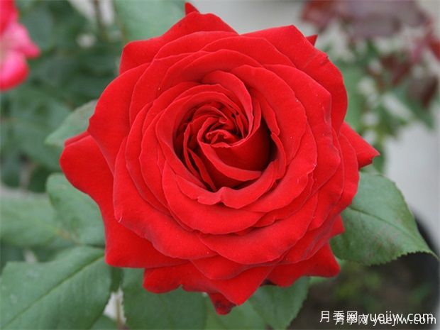 常見50個月季品種介紹，抗性好花不斷，可以買得到的經(jīng)典(圖4)