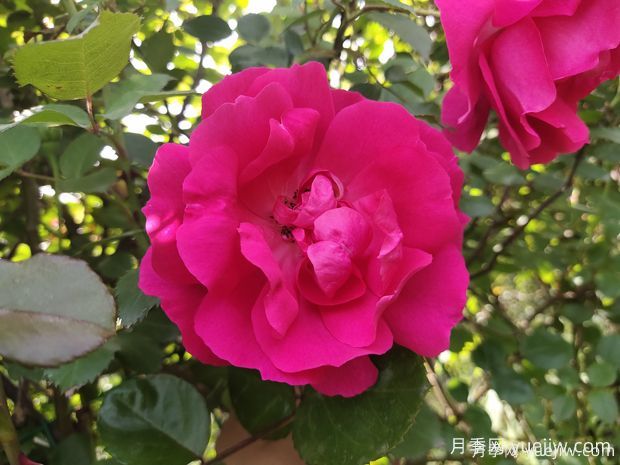 常見50個月季品種介紹，抗性好花不斷，可以買得到的經(jīng)典(圖6)