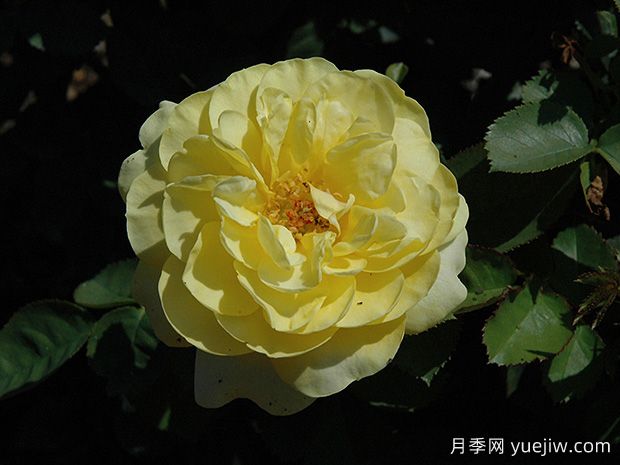 十大濃香月季排行榜，種一棵滿室飄香(圖10)