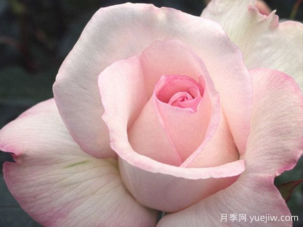 十大濃香月季排行榜，種一棵滿室飄香(圖9)