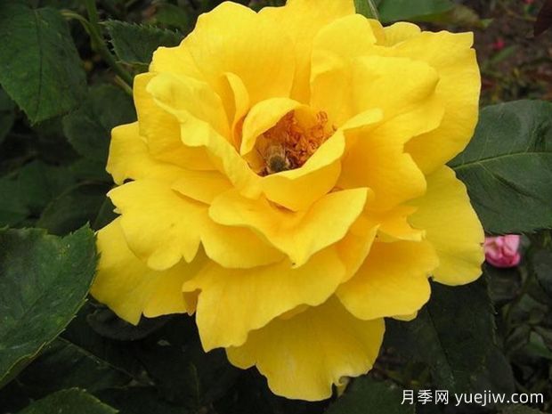 十大濃香月季排行榜，種一棵滿室飄香(圖6)