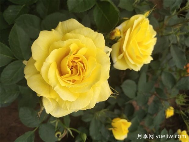 月季遇梅雨季怎么管理？做5個措施，再也不怕積水爛根(圖1)