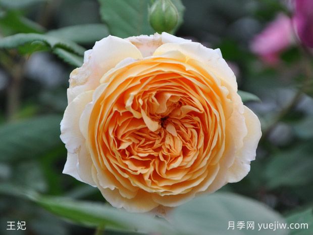 8種經(jīng)典灌木月季品種介紹，抗病開花能力都很棒(圖1)