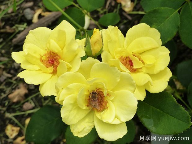 無(wú)憂陽(yáng)光月季(圖1)
